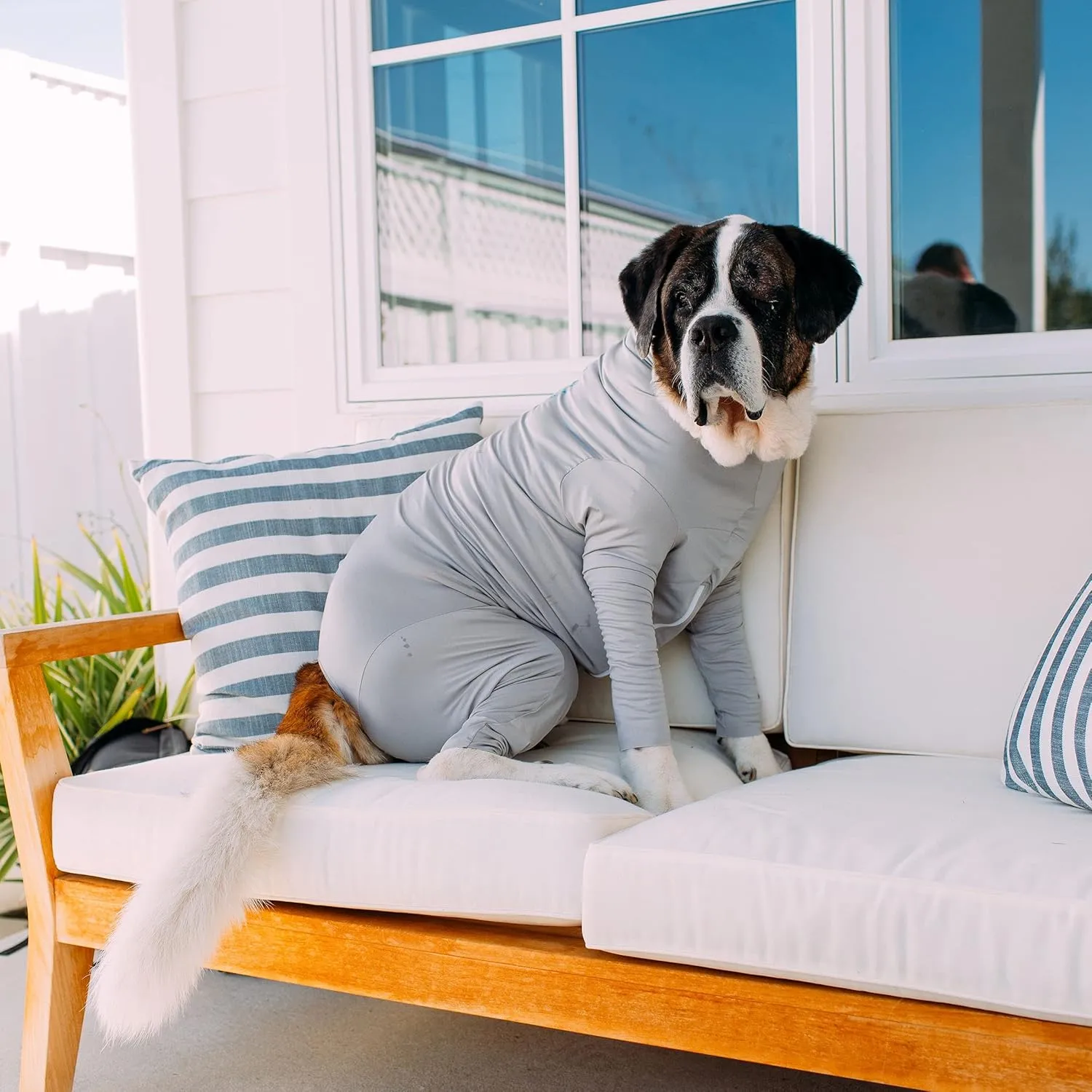 Shed Defender Sport Dog Onesie for Dog Shedding, Seen on Shark Tank, Lightweight Breathable, Bodysuit for Dogs, Pet Jumpsuit, Dog Body Suit, Shed Shirt, Full Body Shed Suit, Hot Spots, Vet Approved